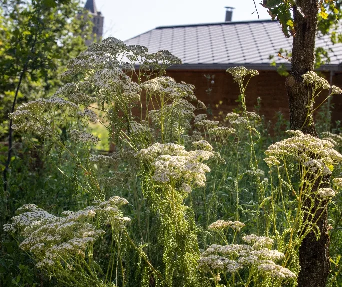 cadre-naturel-fleurs-sauvages-les-safranieres